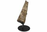 12.1" Partial Triceratops Horn with Metal Stand - North Dakota - #131347-6